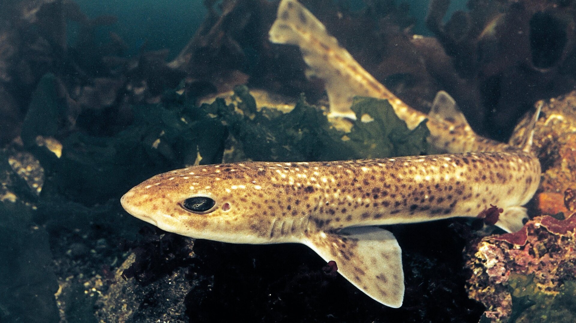 An unspecified photo of a small-spotted catshark taken in 2003