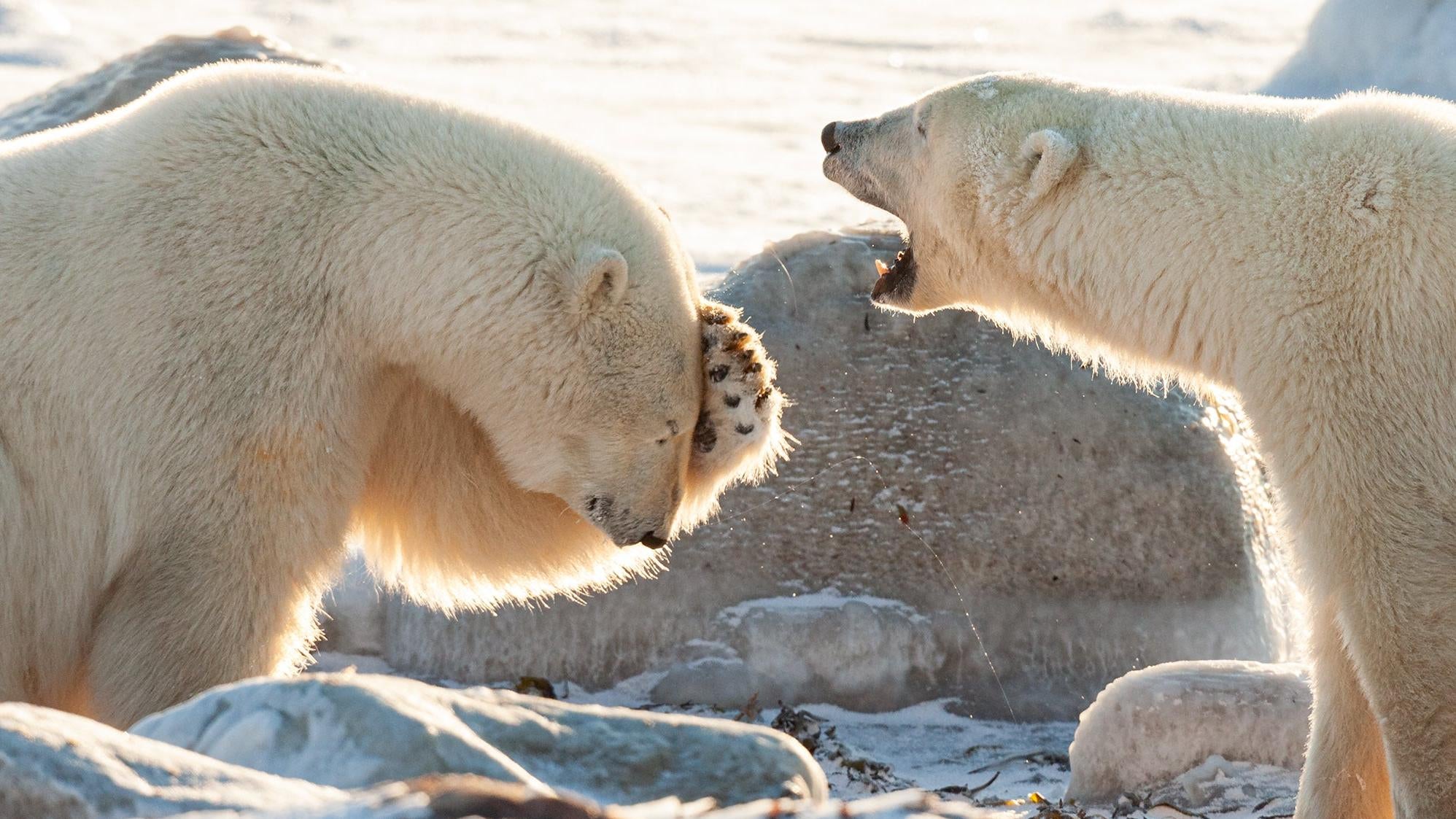 Photo: © Wendy-Kaveney / Nikon Comedy Wildlife Awards